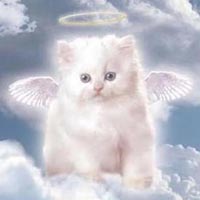 l'ange de mon chat